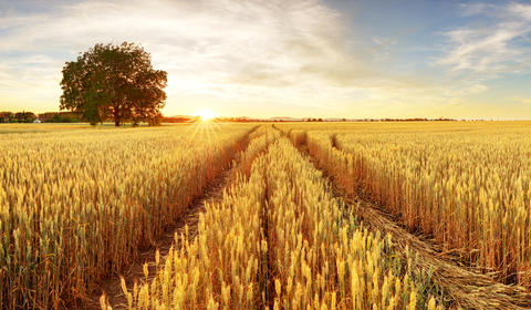 © Shutterstock