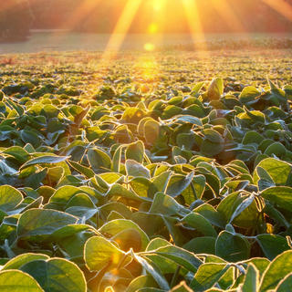 eco