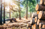 © Shutterstock