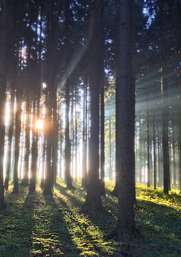 Ocena zgodności z EUTR