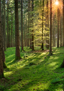 Inicjatywa Zrównoważone Leśnictwo